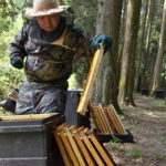 国産アザミ蜂蜜　600ℊ　北海道産