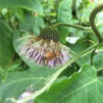 国産アザミ蜂蜜　1200ℊ　北海道産